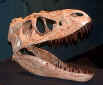 Albertosaurus-head.jpg (23506 bytes)