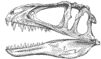 acrocanthosaurus3.gif (20210 bytes)