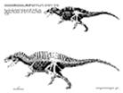 acrocanthosaurus1.gif (27282 bytes)